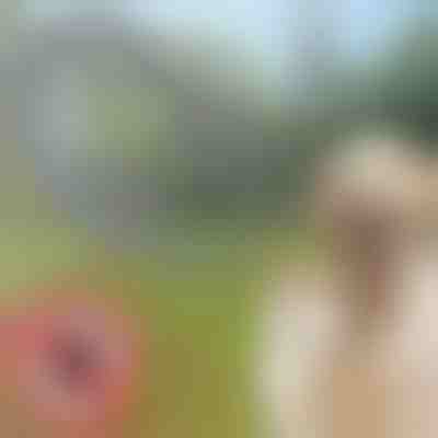 ένα κολάρο που απωθεί τα τσιμπούρια και τους ψύλλους για σκύλους και γάτες | PETPROTECT