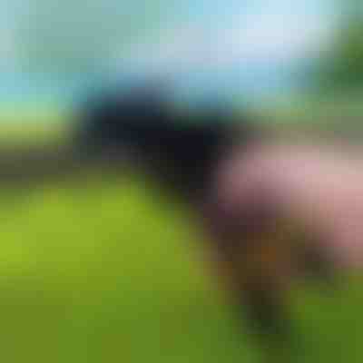 Εργαλείο δεματικών βαρέως τύπου | ZIPFLEX